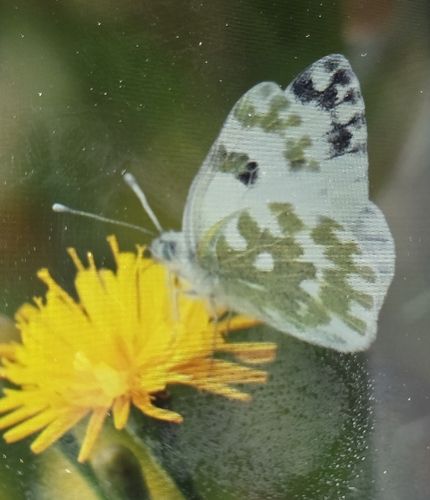 Eastern Bath White