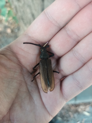 grain support beetle