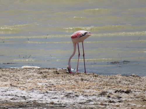 iNaturalist image