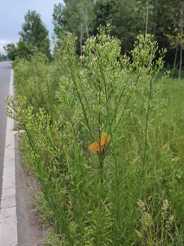 horseweed