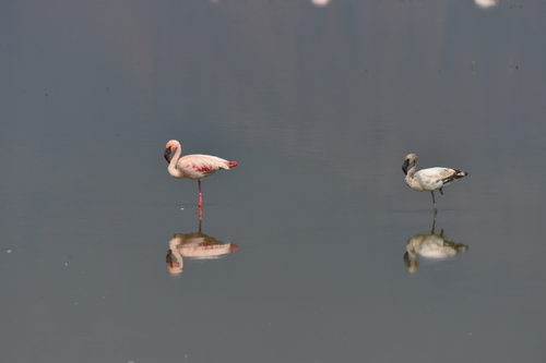 iNaturalist image