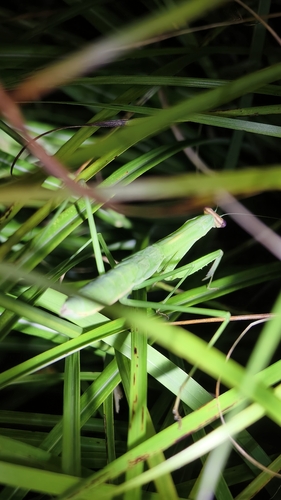 Narrow-winged Mantis