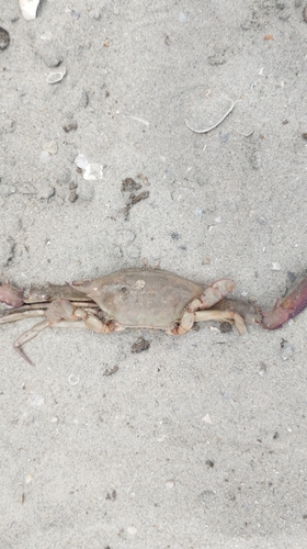 Podophthalmus vigil observed 2026-08-29