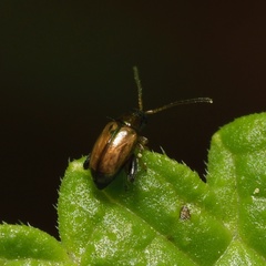 Longitarsus lycopi
