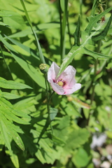 Papaver somniferum setigerum