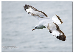 Brown-Headed Gull photo 4