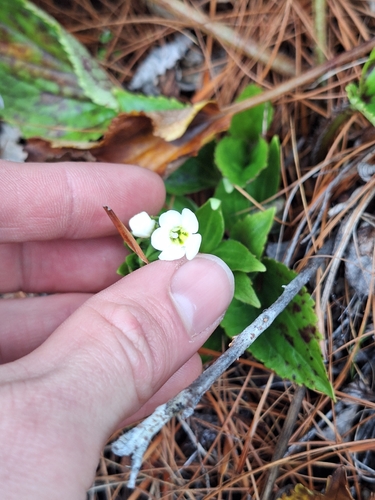 Ourisia macrophylla, photograph 5