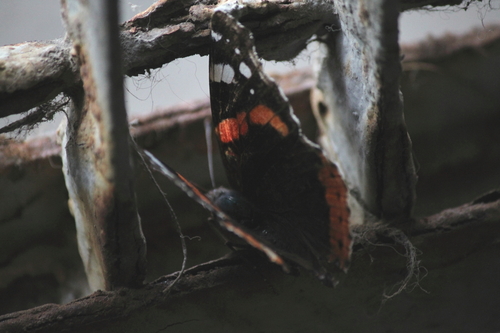 Red Admiral