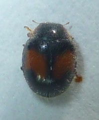 Diomus notescens