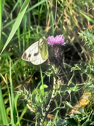 Green-veined White