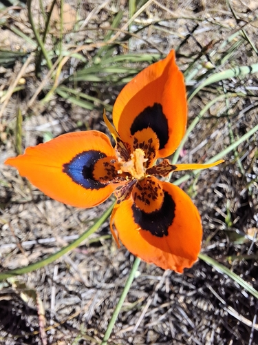 Moraea tulbaghensis, photograph 1