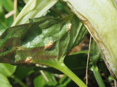 Puccinia sessilis