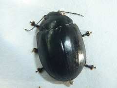 Paropsisterna morio