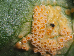Puccinia sessilis