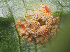 Puccinia sessilis
