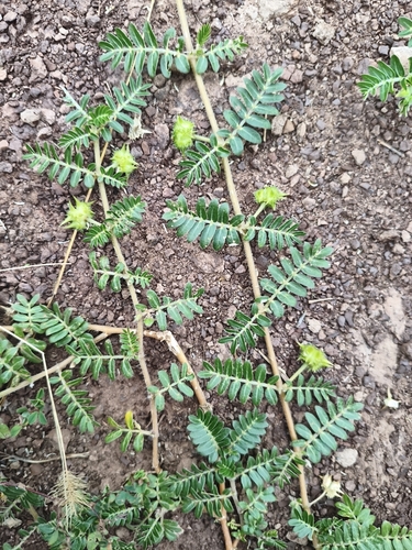 puncture vine