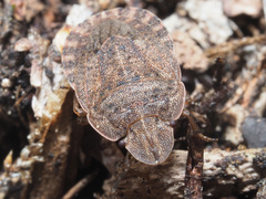 Sciocoris homalonotus