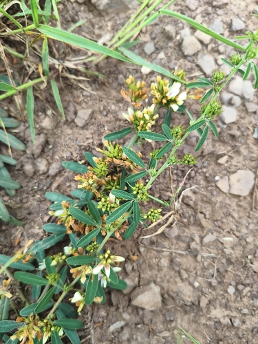 Dahurian lespedeza