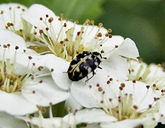 Anthrenus scrophulariae