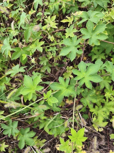 Japanese Hops