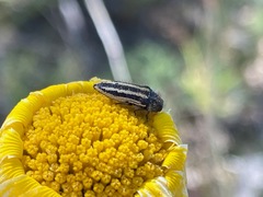 Acmaeodera latiflava lineipicta