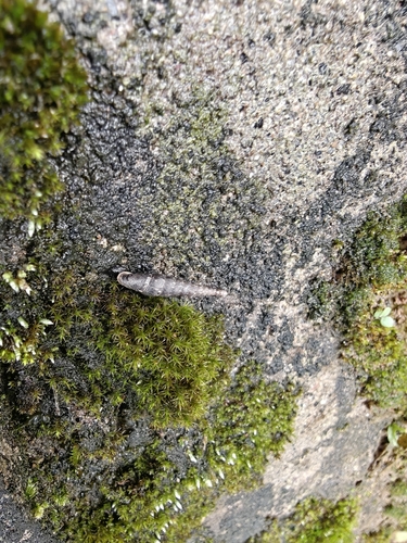 Oospira lepidospira