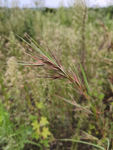 Kangaroo Grass