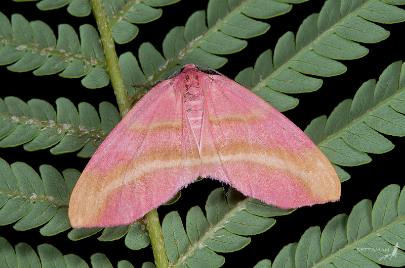 Achrosis pulchra