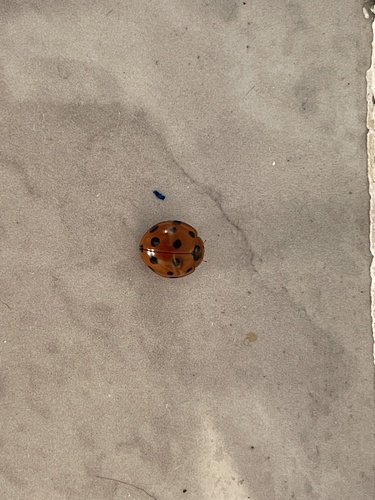 Greater Asian Lady Beetle