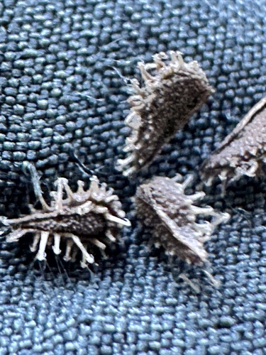 Lappula squarrosa, photograph 4