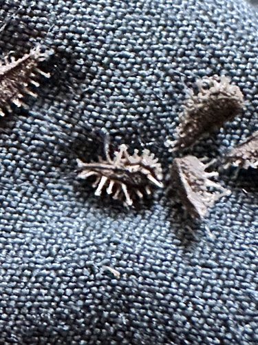 Lappula squarrosa, photograph 6