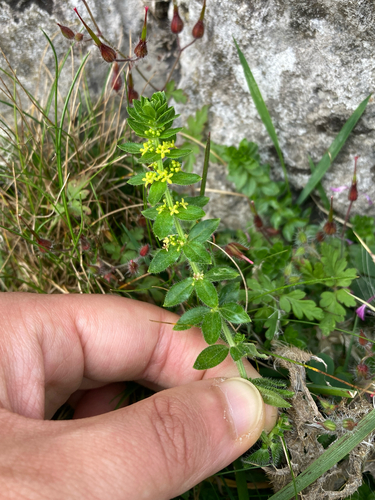 Cruciata laevipes, photograph 5