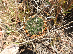 Mammillaria gigantea