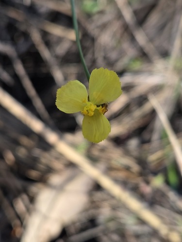 Xyris complanata observed 2026-08-12