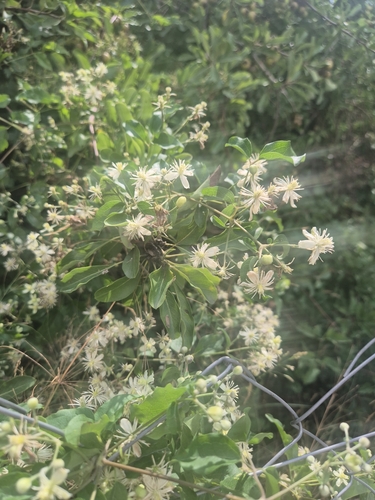 Old man's beard