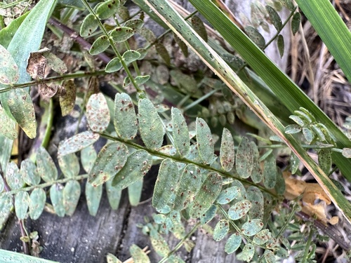 Astragalus danicus, photograph 5