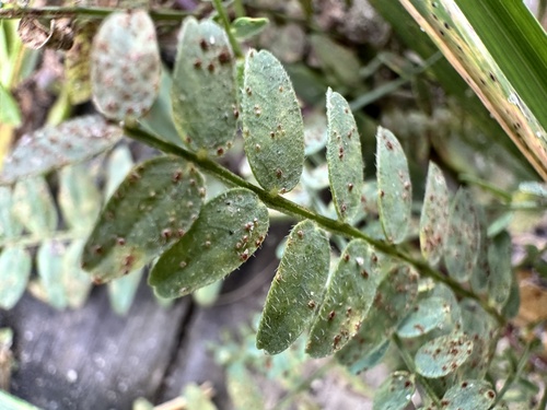 Astragalus danicus, photograph 6