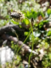 Plantago lanceolata