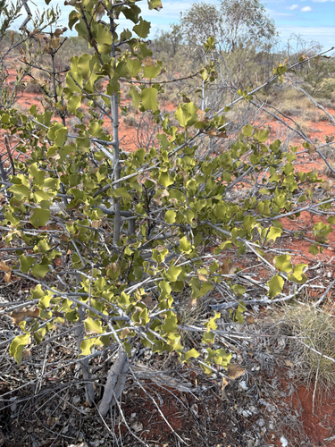 Psydrax latifolius, 2026-08-29