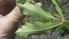 Quercus minima image