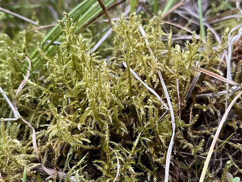 Hamatocaulis vernicosus observed 2026-08-28
