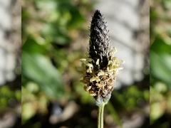 Plantago lanceolata