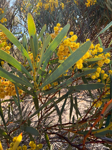 Acacia hakeoides observed 2026-08-29