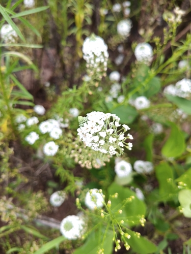Lysimachia pentapetala