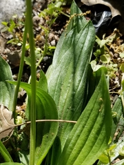Plantago lanceolata