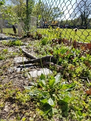 Plantago lanceolata