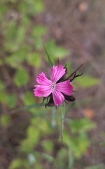 Dianthus balbisii, photograph (c) yellowplant, some rights reserved (CC BY)