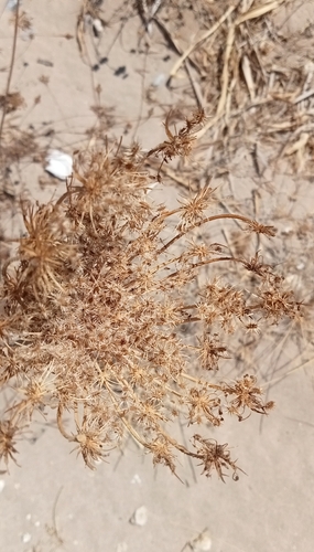 wild carrot