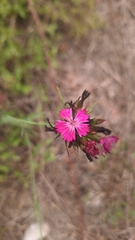 Dianthus balbisii, photograph (c) yellowplant, some rights reserved (CC BY)