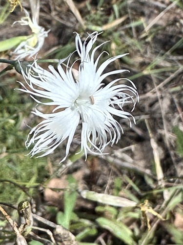Dianthus arenarius, photograph 5